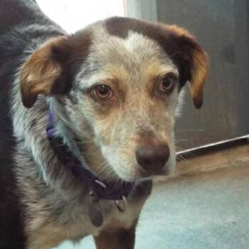 Cattle Dog Dogs Available for Adoption in Green Valley, Arizona - Gloria | PetCurious