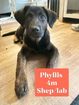 German Shepherd Dog and Black Labrador Retriever Dogs Available for Adoption - Puppy Phyllis  | PetCurious