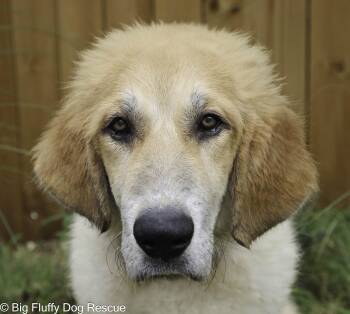 Tex -  Great Pyrenees Dog for Adoption in Nashville, Tennessee - Tex | PetCurious