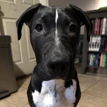Pointer Dogs Available for Adoption in Houston, Texas - Gio The Great | PetCurious