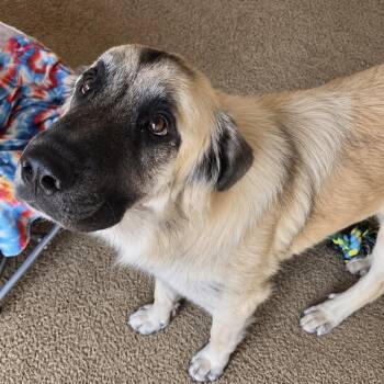 Bear -  Anatolian Shepherd and Great Pyrenees Dog for Adoption in Pelham, New Hampshire - Bear | PetCurious