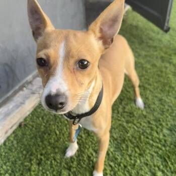 Pancake -  Rat Terrier Dog for Adoption in Alafaya, Florida - Pancake | PetCurious
