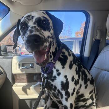 Rolly-Spartanburg, SC -  Dalmatian Dog for Adoption in San Diego, California - Rolly-Spartanburg, SC | PetCurious