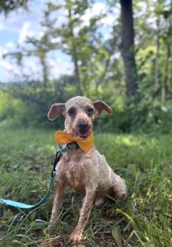Walter-Transport -  Poodle Dog for Adoption in Gradyville, Kentucky - Walter-Transport | PetCurious