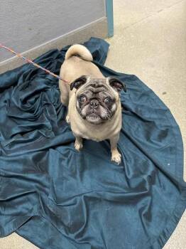 LEXI -  Pug Dog for Adoption in Las Vegas, Nevada - LEXI | PetCurious