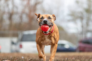 Rescue Mixed Breed Dogs for Adoption in West Chester, Pennsylvania - Kuma | PetCurious