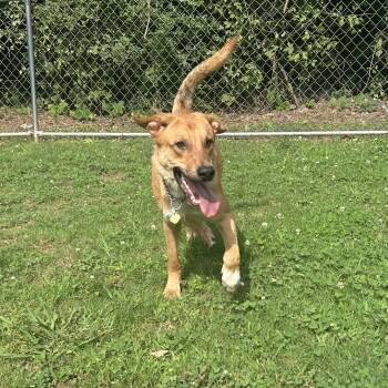 Rescue Mixed Breed Dogs for Adoption in Auburn, Alabama - Kuroo | PetCurious