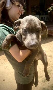 Pit Bull Terrier Dogs Available for Adoption in Syracuse, New York - Legos | PetCurious