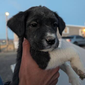 Thresher -  Mixed Breed Dog for Adoption in Park City, Utah - Thresher | PetCurious