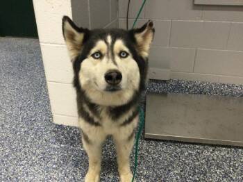 Siberian Husky Dogs Available for Adoption - LAVERNE | PetCurious