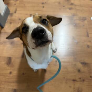 Bentley -  Beagle and Foxhound Dog for Adoption in Mico, Texas - Bentley | PetCurious
