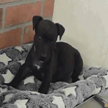 Rio -  Chihuahua Dog Available for Adoption in Park Row, Texas - Rio | PetCurious