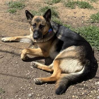 Cora (Venus) (26-163) -  German Shepherd Dog Dog for Adoption in New Ringgold, Pennsylvania - Cora (Venus) (26-163) | PetCurious