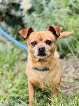 Squirtle -  Chihuahua Dog for Adoption in Salinas, California - Squirtle | PetCurious