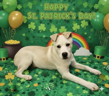 Labrador Retriever and Australian Cattle Dog Blue Heeler Dogs Available for Adoption - Raphael  | PetCurious