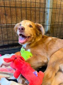 Turnip -  Mixed Breed Dog for Adoption in Chickasha, Oklahoma - Turnip | PetCurious