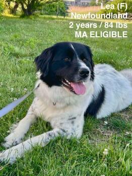 Lea -  Newfoundland Dog Dog for Adoption in Pomfret, Connecticut - Lea | PetCurious