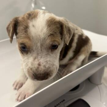 Mixed Breed Dogs Available for Adoption in Park City, Utah - Campfire | PetCurious