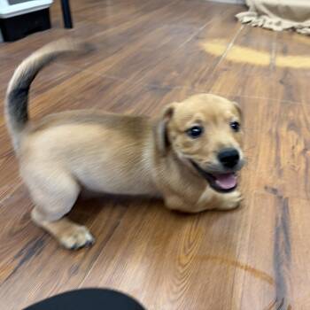 Rubble -  Hound Dog for Adoption in Perry, Georgia - Rubble | PetCurious