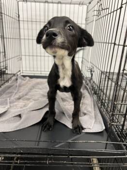 Pia -  Chihuahua Dog for Adoption in Fort Collins, Colorado - Pia | PetCurious