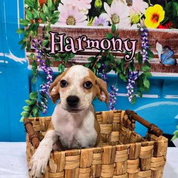 Mixed Breed Dogs Available for Adoption in Joliet, Illinois - Harmony | PetCurious