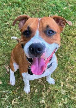 Rescue American Staffordshire Terrier Dogs for Adoption - August | PetCurious