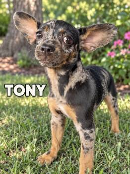 Tony -  Chihuahua Dog for Adoption in Lucas, Texas - Tony | PetCurious