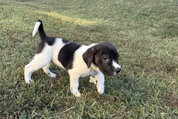 Hunter - Halloween Litter -  Anatolian Shepherd and Hound Dog for Adoption in Holly Springs, North Carolina - Hunter - Halloween Litter | PetCurious