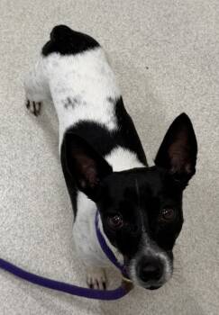 Rescue Chihuahua and Mixed Breed Dogs for Adoption in Honolulu, Hawaii - Tux | PetCurious