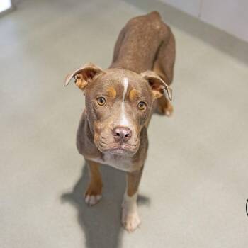 Miley -  Terrier Dog for Adoption in Abilene, Texas - Miley | PetCurious