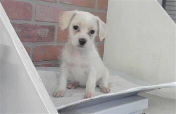 Cairn Terrier and Mixed Breed Dogs Available for Adoption - ZOLA` | PetCurious