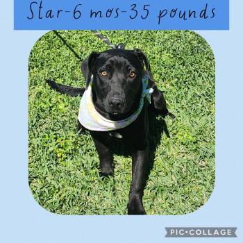 Labrador Retriever Dogs Available for Adoption - Star | PetCurious