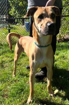 Rescue Black Mouth Cur Dogs for Adoption in Killingly, Connecticut - Godfrey | PetCurious