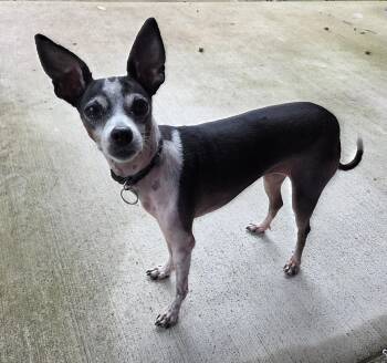 Dobby -  Italian Greyhound and Chihuahua Dog for Adoption in Cincinnati, Ohio - Dobby | PetCurious