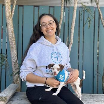 Tartar Sauce -  Chihuahua Dog for Adoption in Pacific Grove, California - Tartar Sauce | PetCurious
