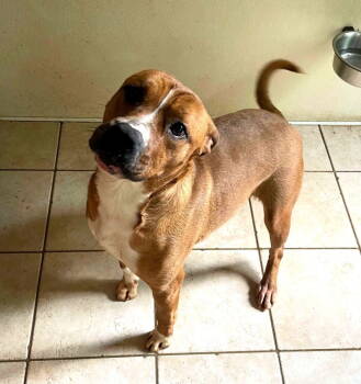 Rescue Mixed Breed Dogs for Adoption in Shelburne, Vermont - Marty | PetCurious