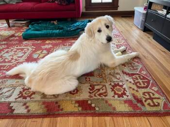 Great Pyrenees Dogs Available for Adoption - Big Bella | PetCurious