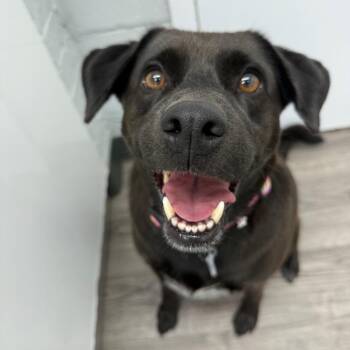 Abby -  Black Labrador Retriever Dog for Adoption in Fairfax Station, Virginia - Abby | PetCurious