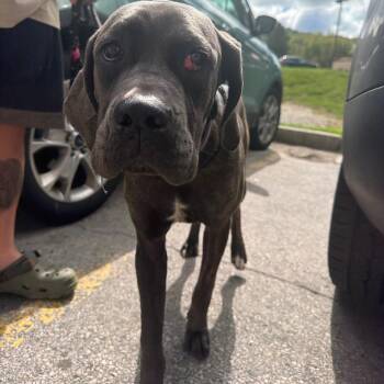Mabel -  Cane Corso Dog for Adoption in Manchester, Pennsylvania - Mabel | PetCurious