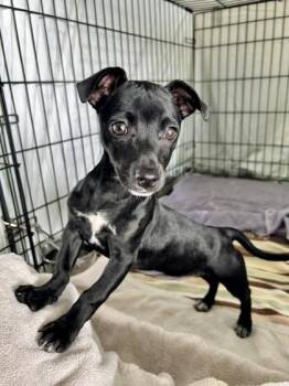 Chihuahua and Mixed Breed Dogs Available for Adoption - Nova | PetCurious