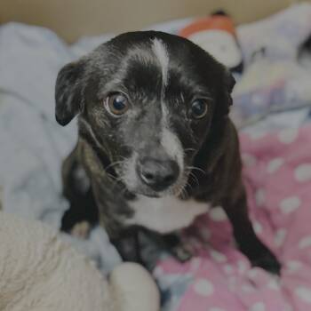 Chihuahua Dogs Available for Adoption - Nugget | PetCurious