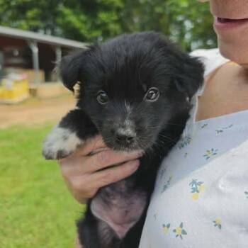 Cookie -  Collie and Mixed Breed Dog for Adoption in Dover, Arkansas - Cookie | PetCurious