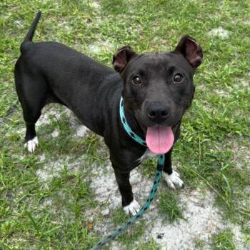 Dora -  Mixed Breed Dog for Adoption - Dora | PetCurious
