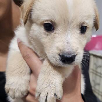 Cattle Dog Dogs Available for Adoption in Reno, Nevada - Banah | PetCurious