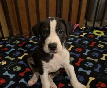 Rescue Mixed Breed Dogs for Adoption in Harrington, Delaware - Sequoia | PetCurious