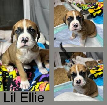 Boxer Dogs Available for Adoption - Lil Ellie | PetCurious