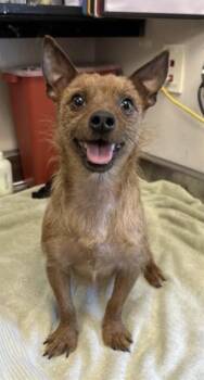 Chihuahua Dogs Available for Adoption - MANICE | PetCurious