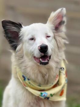 Rescue Australian Shepherd Dogs for Adoption in Troy, Illinois - Veronica | PetCurious