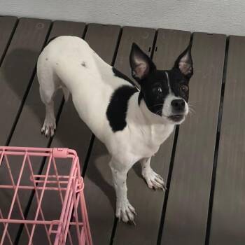Fawn -  Chihuahua and Mixed Breed Dog for Adoption in Moses Lake, Washington - Fawn | PetCurious