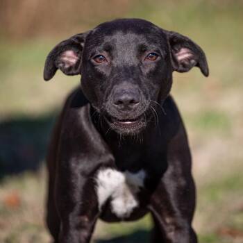 Sassy -  Black Labrador Retriever and Mixed Breed Dog for Adoption in Henderson, Kentucky - Sassy | PetCurious